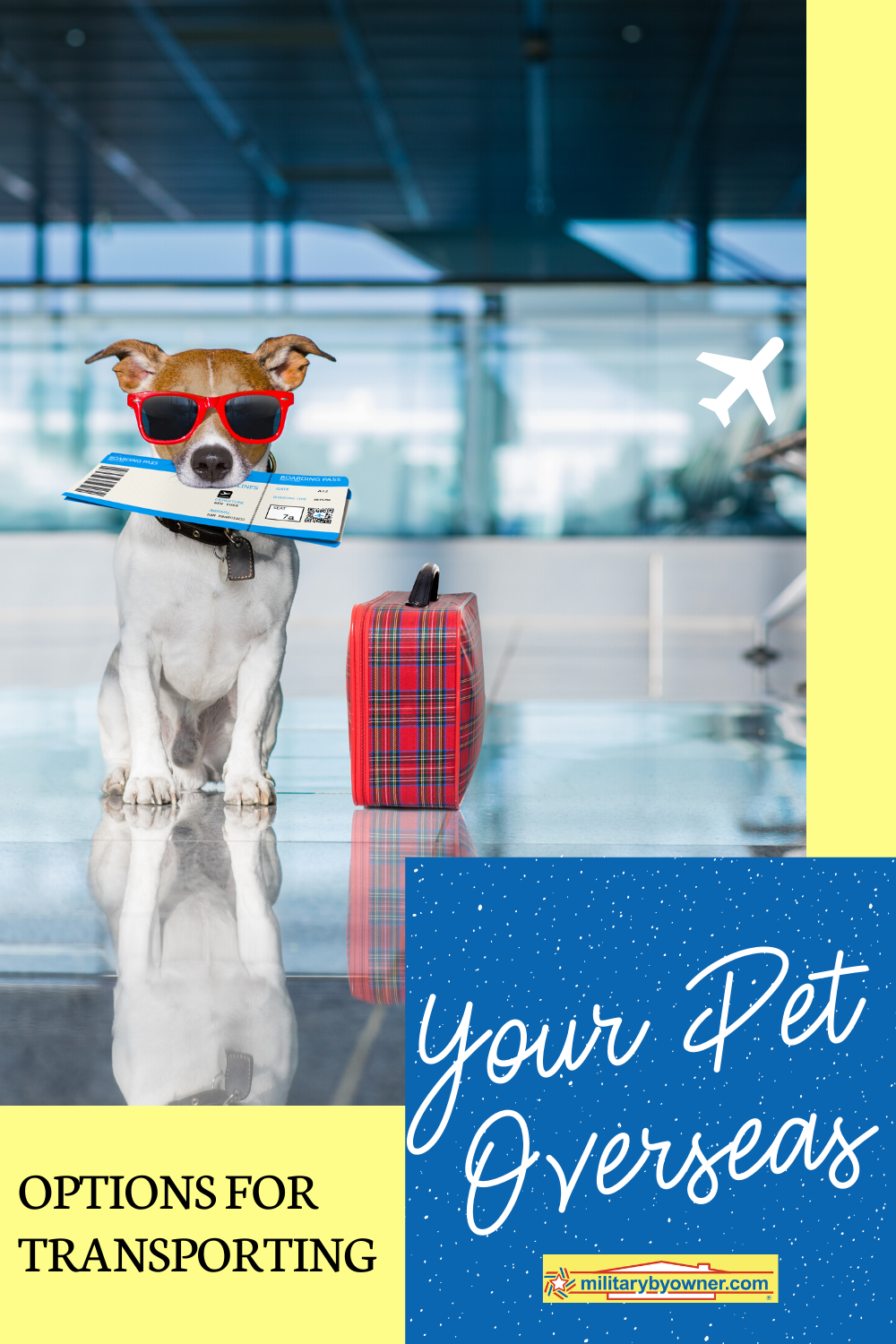 Options for Transporting Your Pet Overseas
